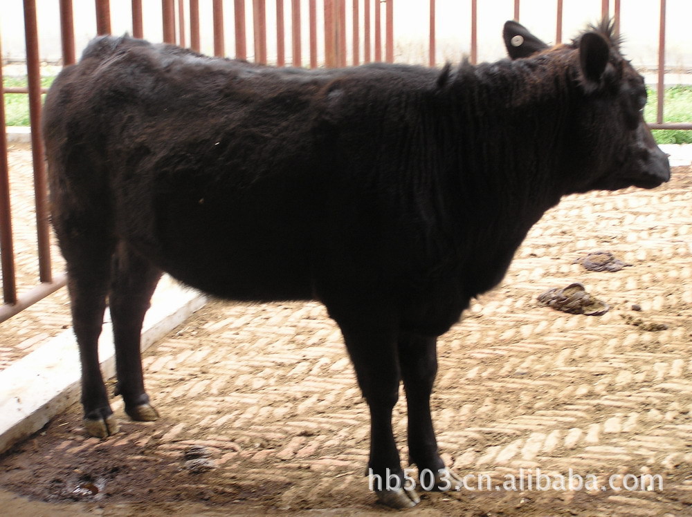 武陵山黑牛养殖基地,供应大量黑牛,品质优良