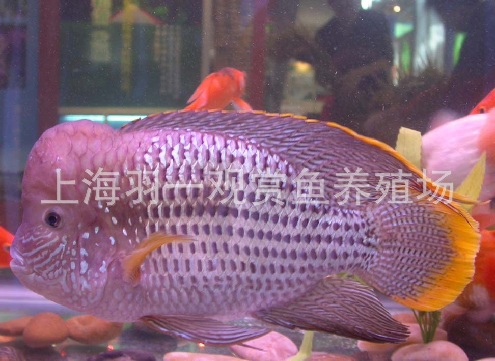 上海熱帶淡水觀賞魚養殖場觀賞熱帶魚批發紅尾皇冠(大小規格)