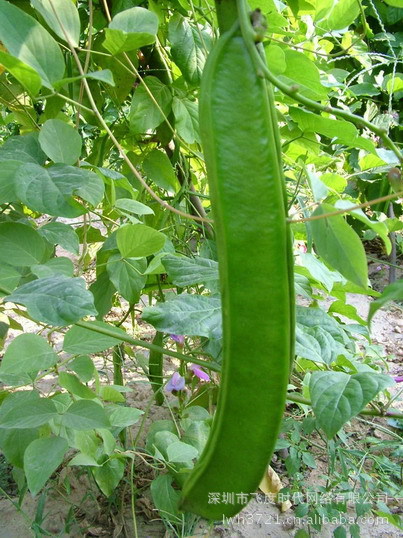 蔬菜种子巴西豆红刀豆原厂彩装