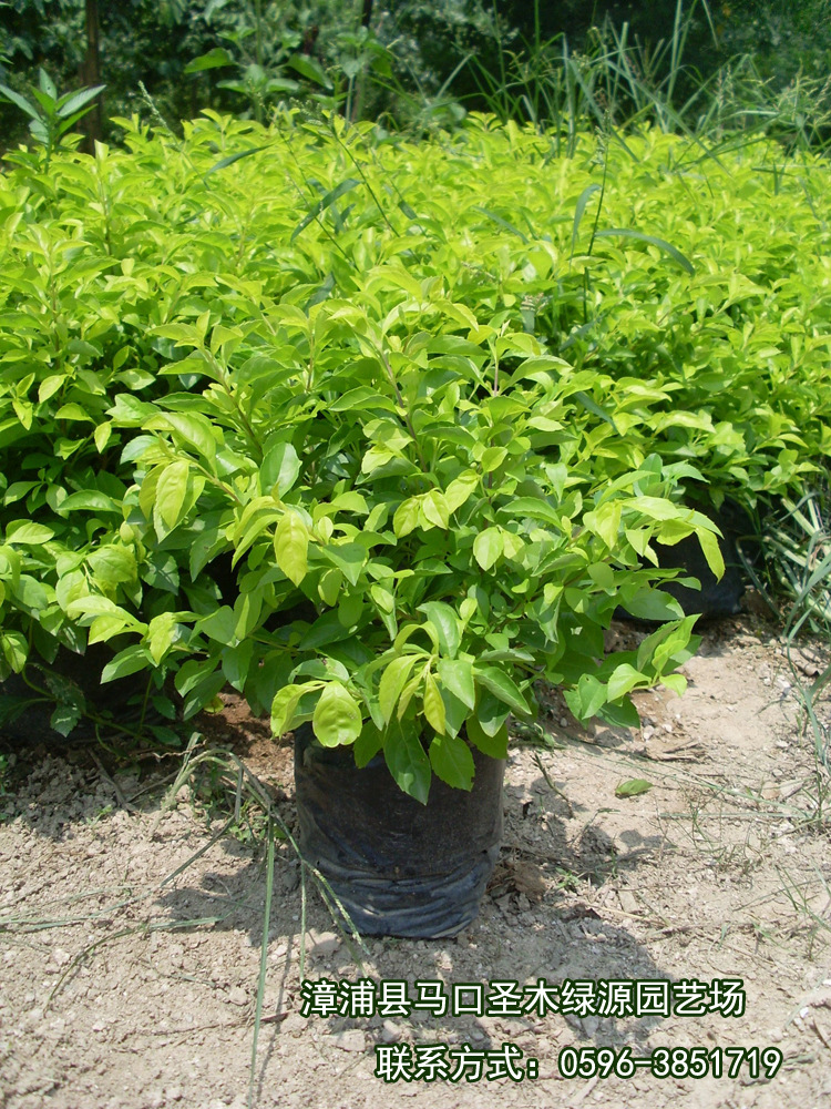 热销供应庭院盆栽花卉植物室外植物黄金榕