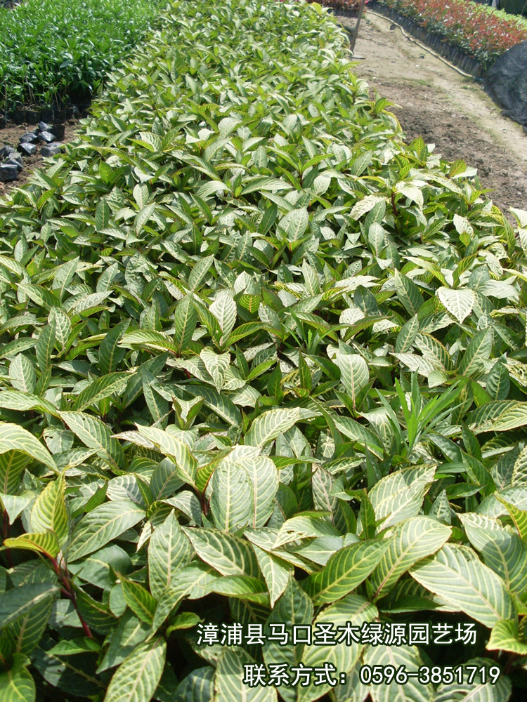 热销供应庭院盆栽花卉植物室外植物金脉爵床