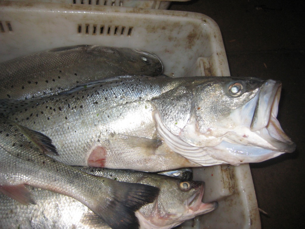 批發供應鱸魚/養殖鱸魚/海鱸/海產品批發/水產品批發/魚類批發圖片_4