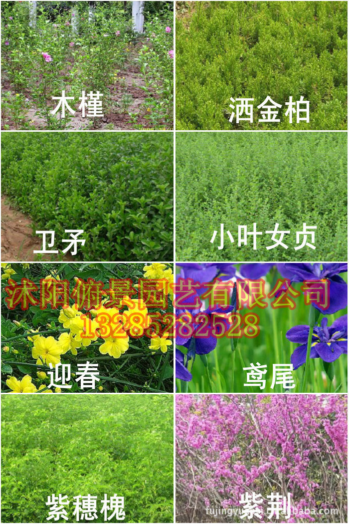 绿化树苗品种分类大全图片