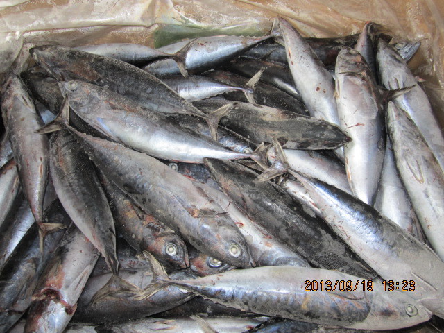 炸彈魚 鰹魚 正鰹 skipjack tuna