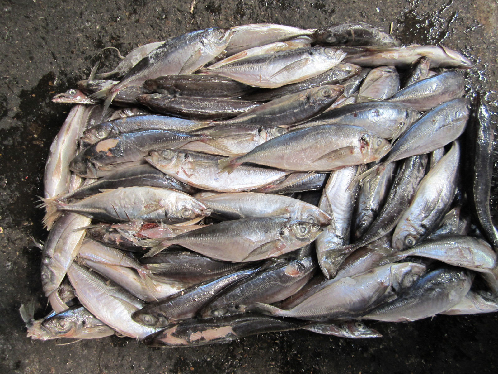 黃佔魚 巴浪魚 池魚 黃佔魚 竹莢魚 圓巴浪魚 藍圓鰺