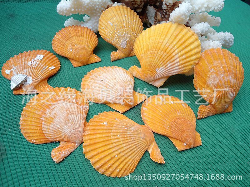 天然贝壳海螺批发彩扇贝 橙色贝壳工艺原料 贝壳工艺厂家大量供应图片