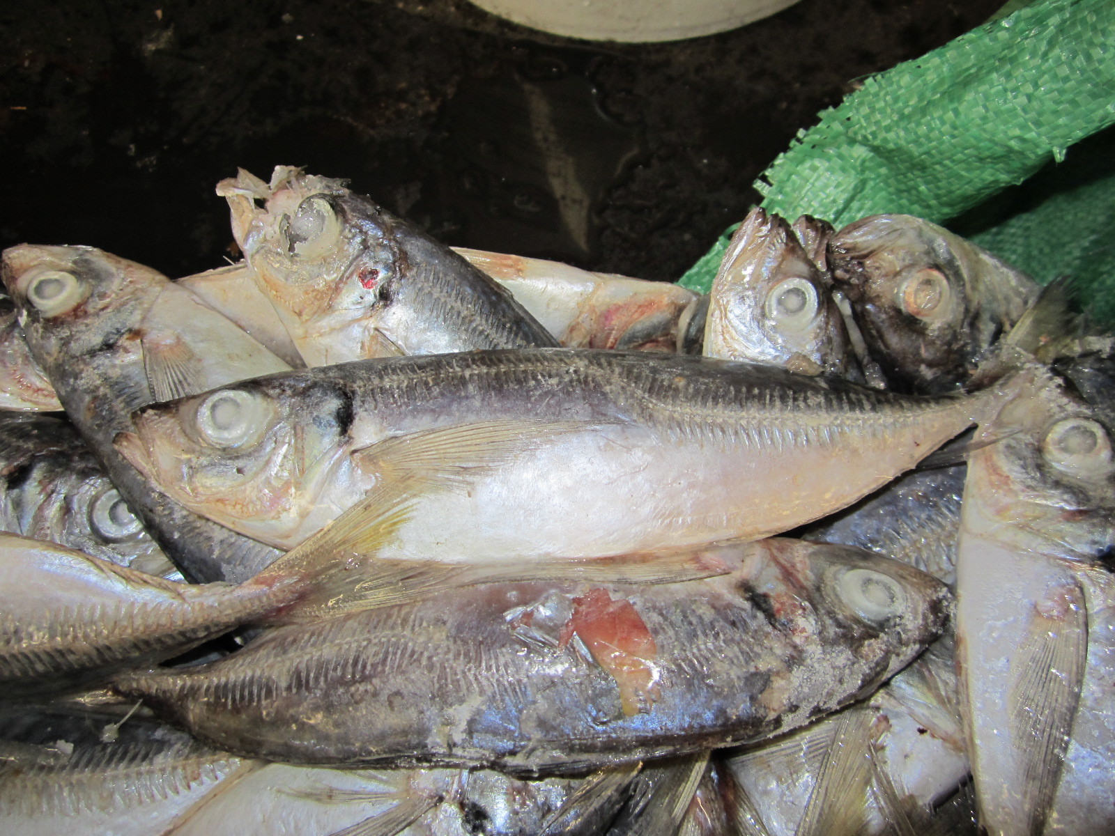 黃佔魚 巴浪魚 池魚 黃佔魚 竹莢魚 圓巴浪魚 藍圓鰺圖片_7