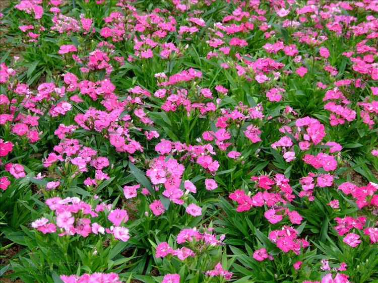 批發彩色草花地被宿根花卉美國常夏石竹苗五彩石竹苗量大優惠