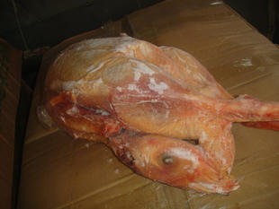 yiuzhi白条鹅40斤120天6只7只8只往山东及附近发货