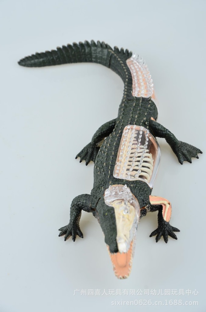 幼儿园专区 海洋动物标本 鳄鱼标本解剖模型带器官骨骼 26114