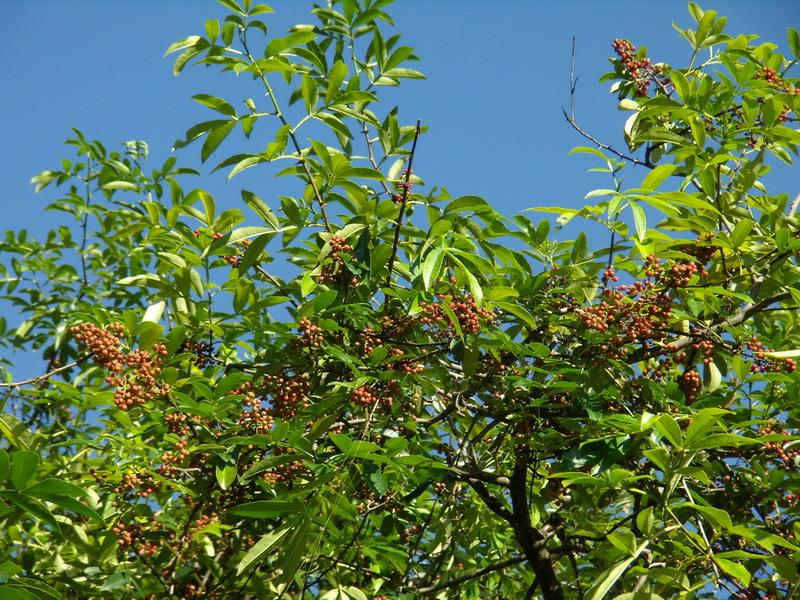 大紅袍花椒樹 花椒種子 批發苗木種子 花椒苗 綠化苗木 園林綠化