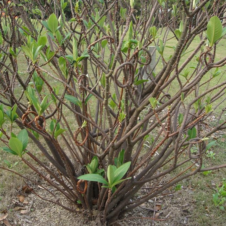 【苗圃直销】结香 结香球 基地批发各种规格绿化苗木花卉草坪草种