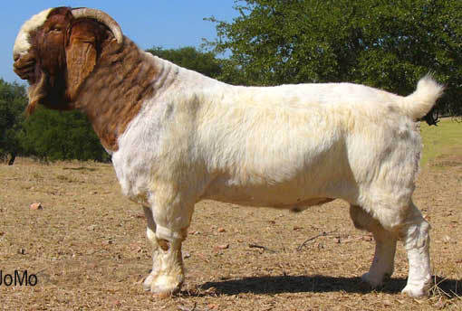 最大的羊品种图片