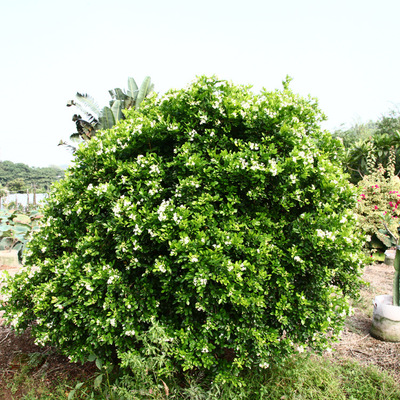 七里香植物批發屬常綠灌木 庭院戶外綠籬花圃植物 圍籬景觀植物