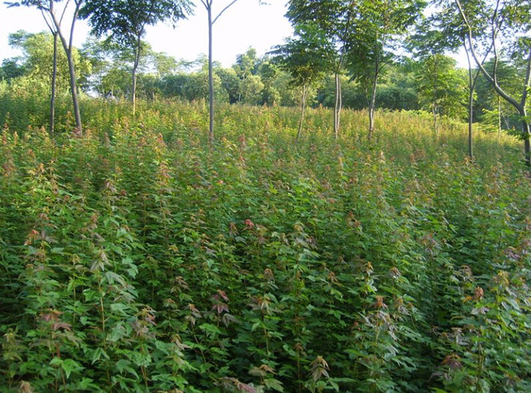 大量 叢生三角楓 茶條槭 風 從條戚 綠化苗木 插東北大樹