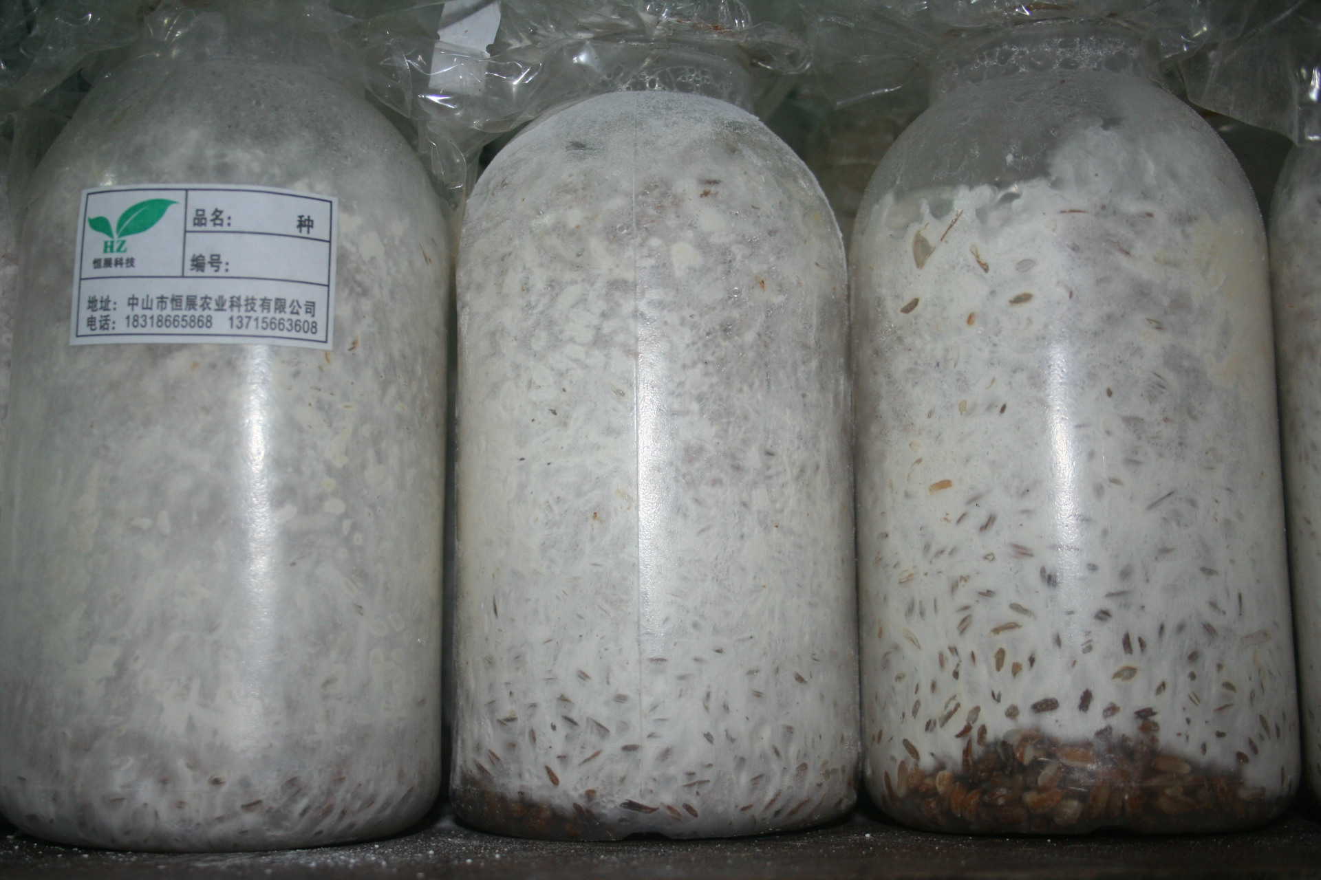 江苏高邮食用菌菌种图片