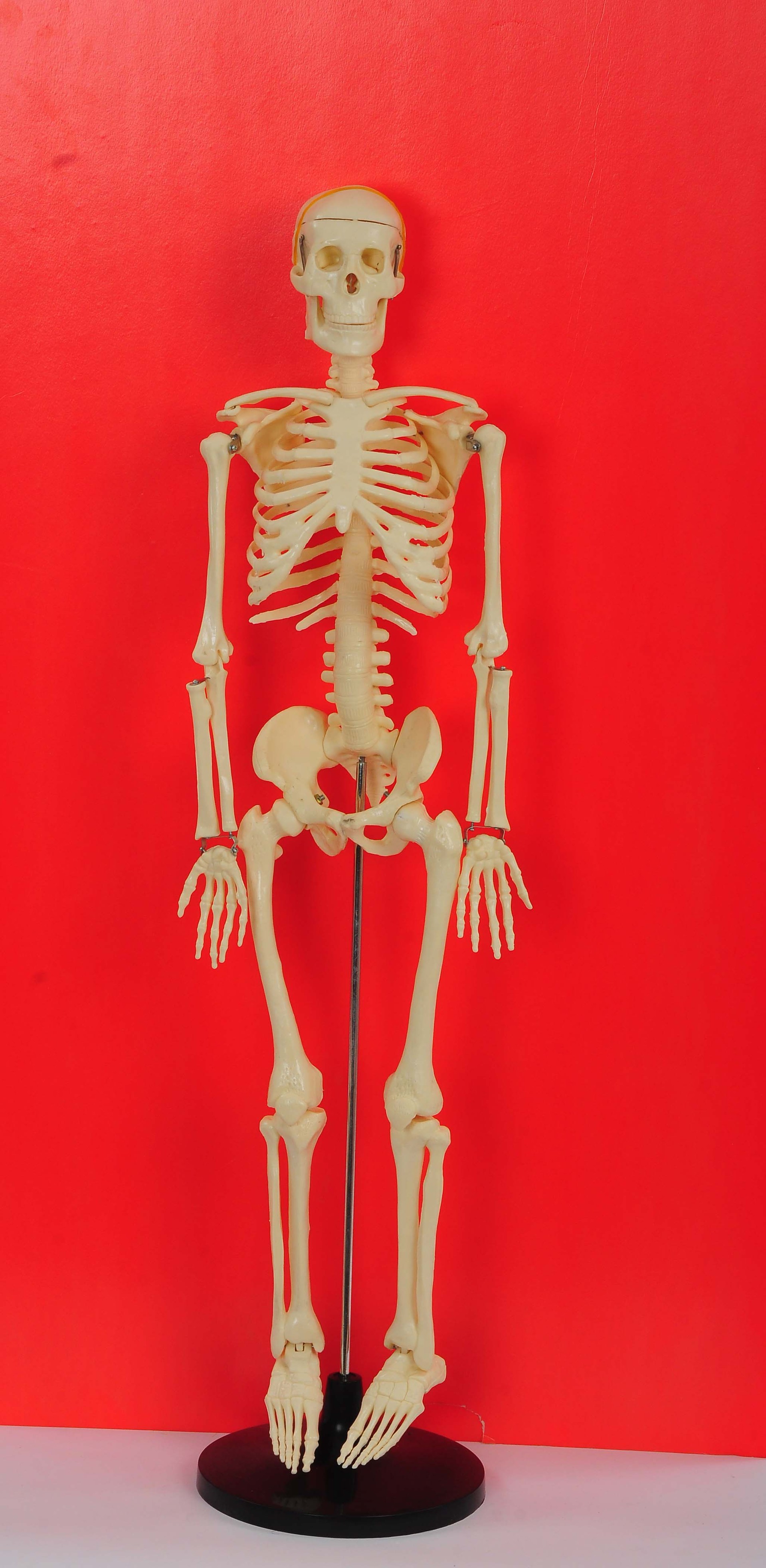 人体骨骼模型33204教学仪器厂家直销批发