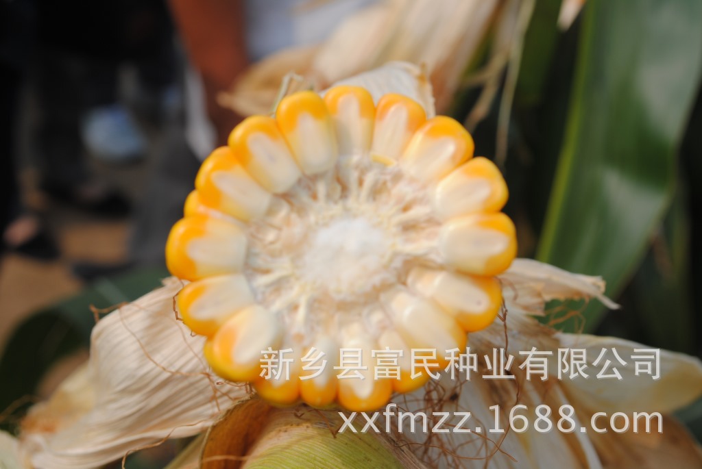 先玉1619玉米敦煌种业图片