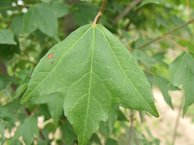 首頁 苗木 落葉喬木 茶條槭 >大量 叢生三角楓 茶條槭 風 從條戚 綠化