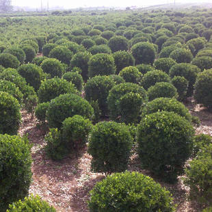 基地大量出售 工程綠化 大葉黃楊球 庭院植物 規格齊全