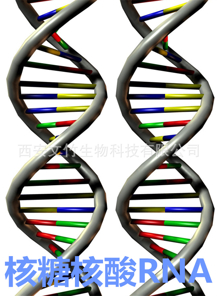 核糖链状结构图片