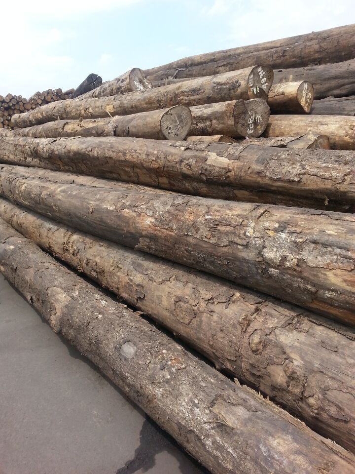 进口原木板材 山毛榉原木 进口优质板材 厂家低价供应