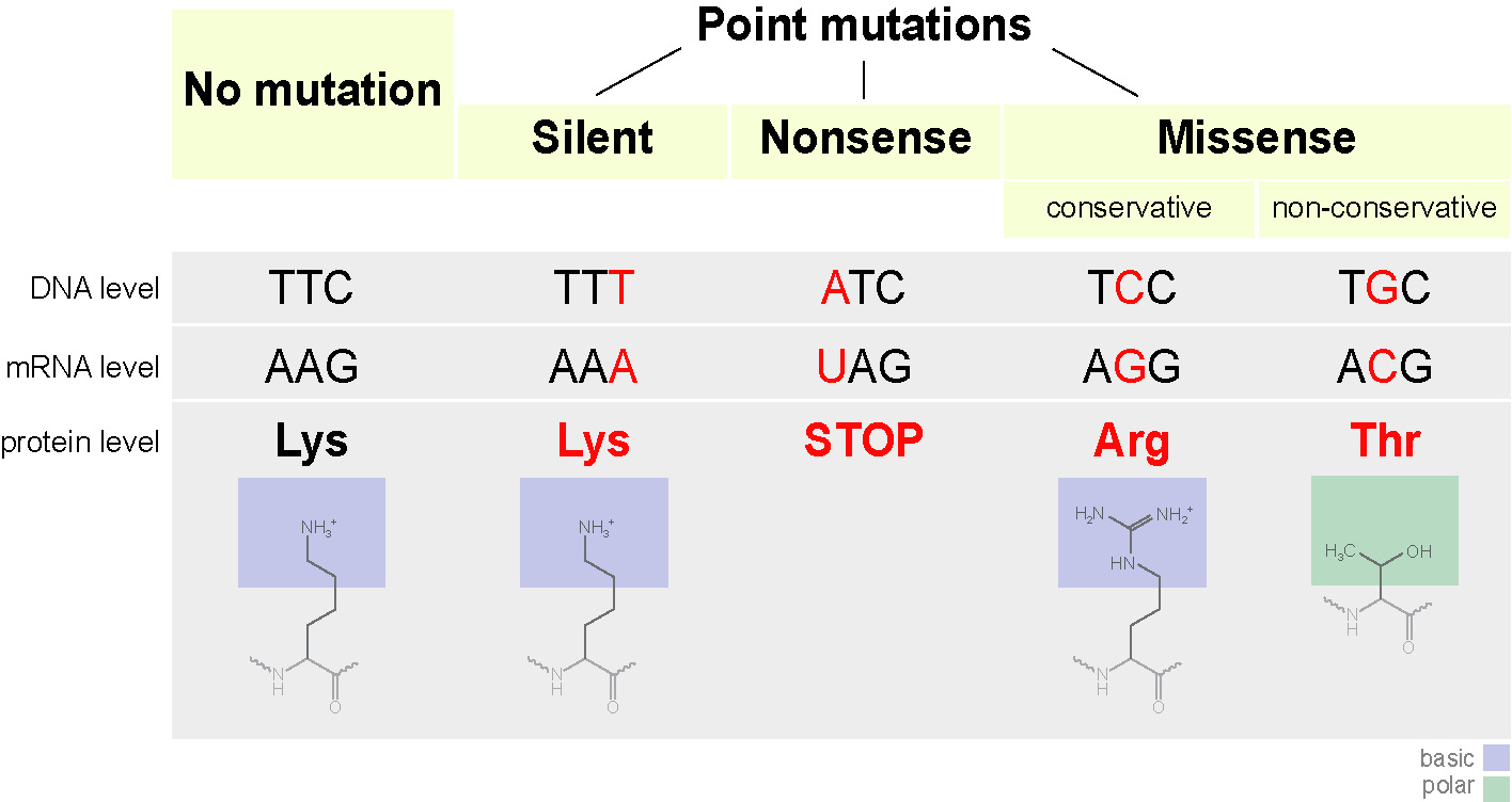 福建地区目的基因点突变(point mutation)技术服务