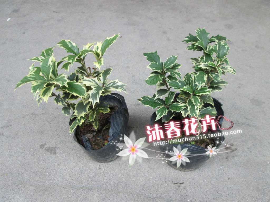 金边彩叶桂花图片