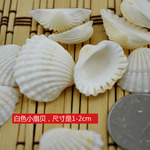 天然白贝壳海螺鱼缸小配饰 花瓶配饰 白色扇贝小摆件工艺品1-3cm
