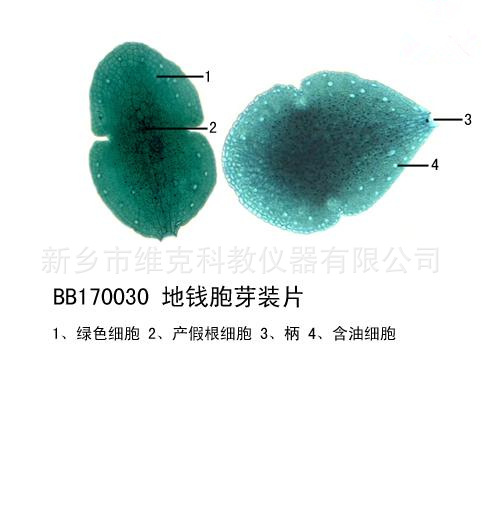 地钱胞芽装片 生物切片 植物类 苔癣类 显微镜用