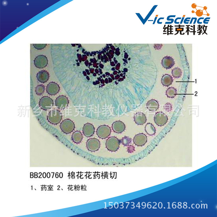 花药横切面结构简图图片
