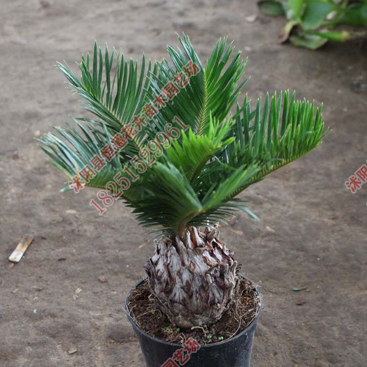 鐵樹 蘇鐵 根徑5cm 室內庭院綠植盆栽批發