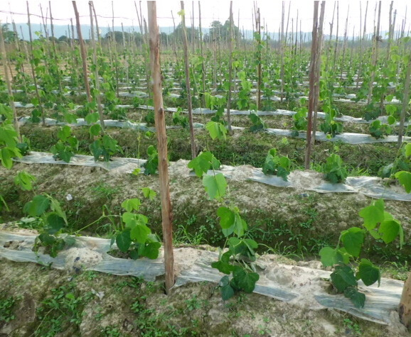 大量供应广东德庆地区农村种植户专用葛根苗粉葛苗18278027808