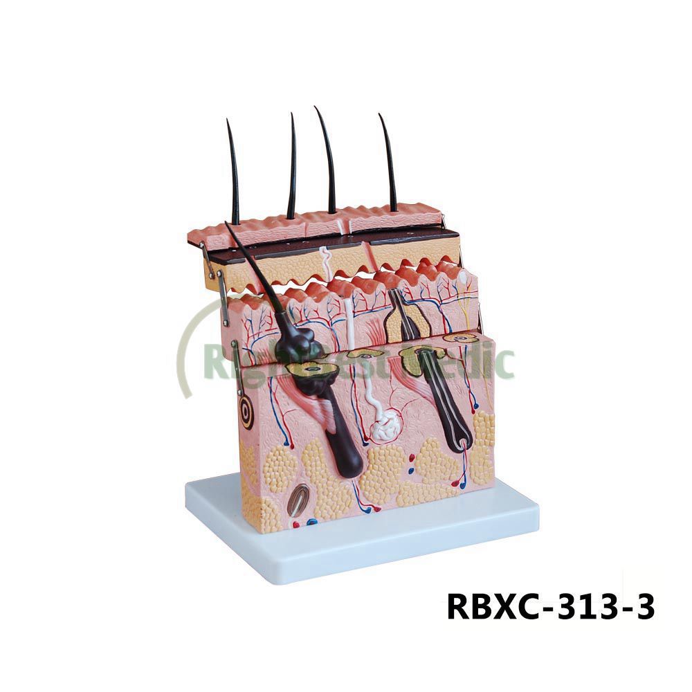 皮肤切面模型 医用教学模型 皮肤模型医学模型 解剖护理皮肤 图片_高