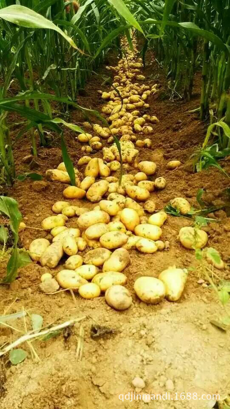 基地供应土豆种薯原种早熟种薯批发土豆种薯