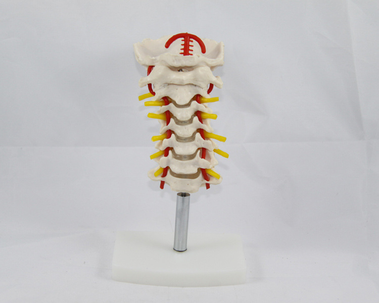 颈椎模型(带软骨) 图片