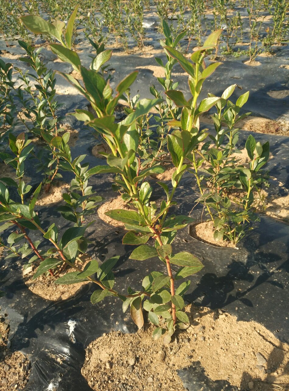 大量出售蓝莓苗,品种有:蓝丰,北陆,瑞卡,达柔,杜克,爱国者,斯巴坦等本