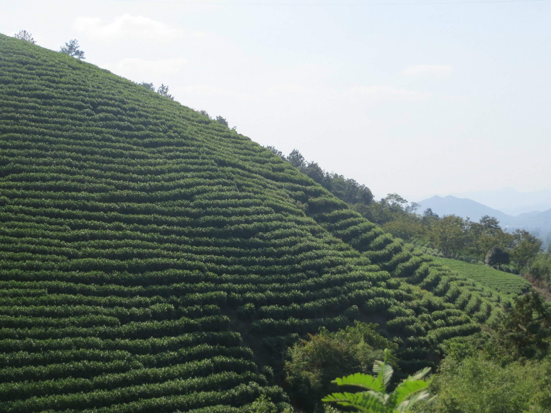 精选2015年新茶岳西翠兰 绿茶茶叶批发清香持久清热名目口感好