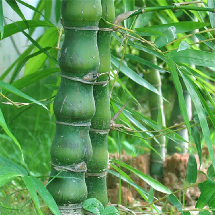 竹子品种大全带图图片