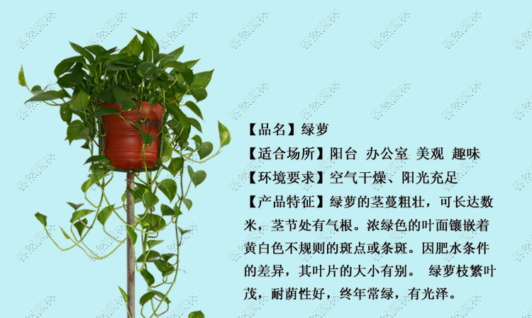 绿萝植物资料卡图片