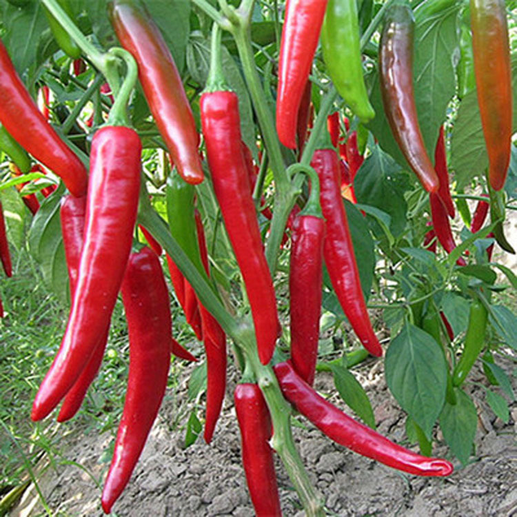 七寸红辣椒种子 青椒种子 红椒种子 蔬菜种子 高产 早熟 绿色蔬菜