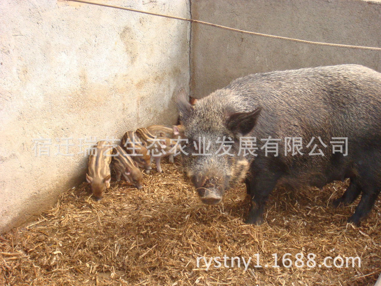 放養野豬生態肉食 培育野豬苗 提供野豬 瑞藝公司山野豬育種