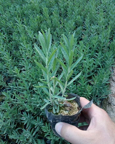 玉簪100萬供應大花萱草金娃娃萱草叢生福祿考柳葉馬鞭草薰衣草