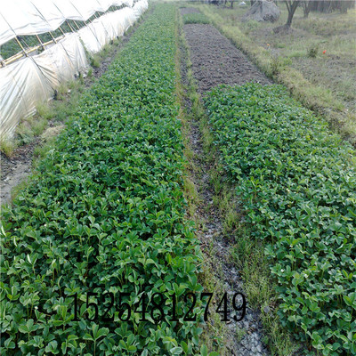 山東草莓苗價格 草莓種苗基地 四季草莓苗價格