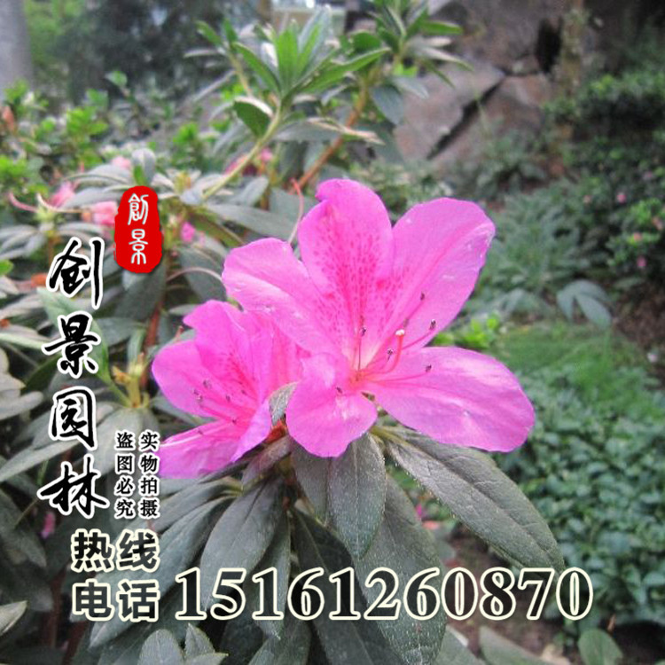 觀花綠植基地杜鵑花映山紅基地毛鵑杜鵑量大優惠