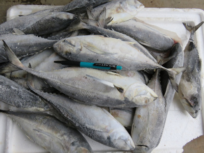 大規格鐵甲魚 大甲鯵 黑白麵魚 鐵甲池魚 鐵尾巴浪魚