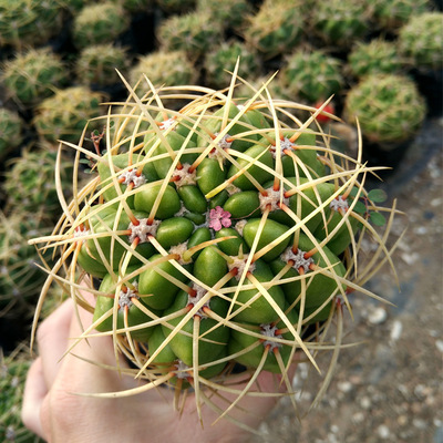 莺鸣玉仙人球开花图图片