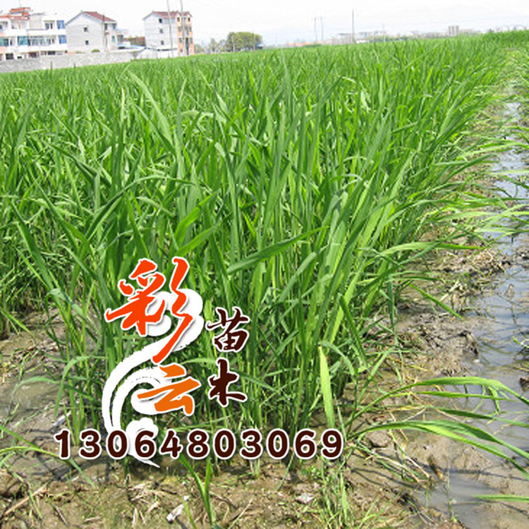 供應水生植物野茭白蘇北野茭白直銷基地