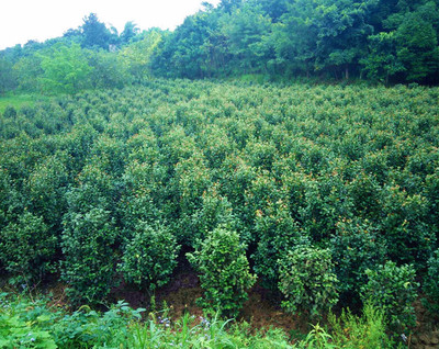 2m茶花|四川茶花苗圃|重慶茶花供應|西南茶花價格