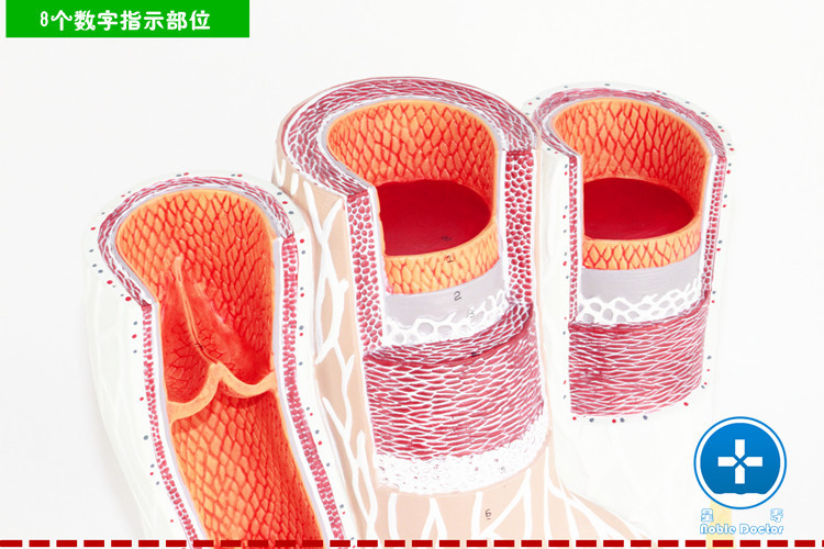 动脉与静脉解剖放大模型人体血管模型血管结构放大模型动静脉模型